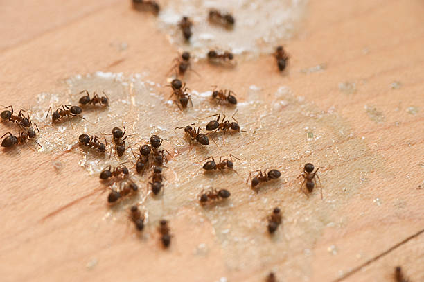 Best Cockroach Control Services  in Newton, MA